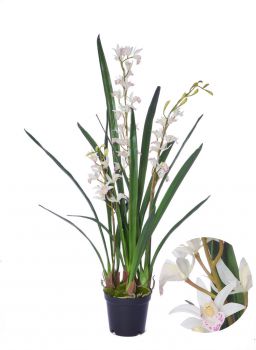 Орхидея Цимбидиум-мини Элегант