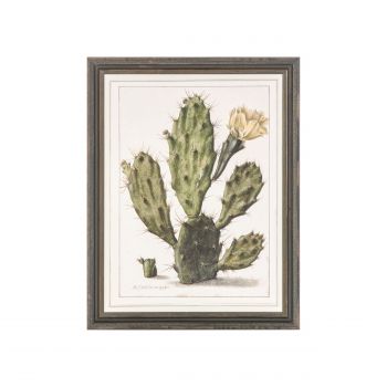 Постер Opuntia Cactus 69,2х89,2
